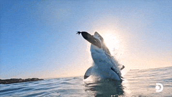 That Was An Ambush Attack