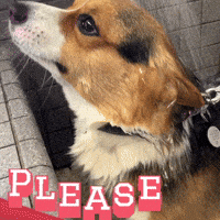 Corgi Please GIF