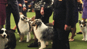 Dog GIF by Westminster Kennel Club
