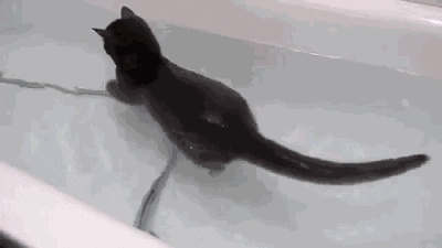 cats swimming GIF by Cheezburger