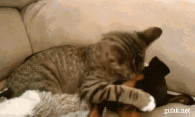 cats and dogs funny dog GIF