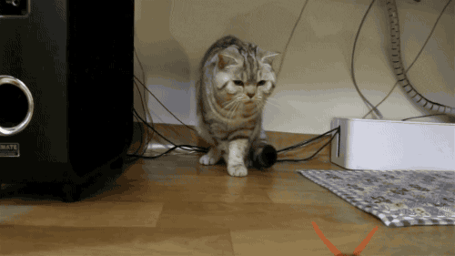 Cat Centipede GIF