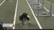 Confused Border Collie GIF by American Kennel Club