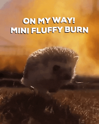fluffyhedgehogs giphygifmaker GIF