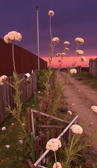 Bg Veo GIF by Aleksey Efremov