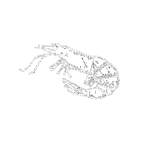 Fish And Chips Prawn Sticker by No1 Cromer