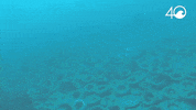 Environment Osborne GIF by 4ocean
