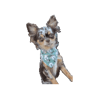 Vida Vegas Sticker by Geekster Pets