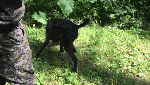 Keibra giphyupload GIF
