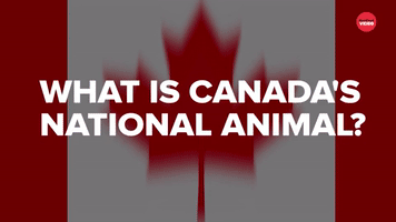 What Is Canada's National Animal?