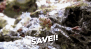 GIF by Becky Chung