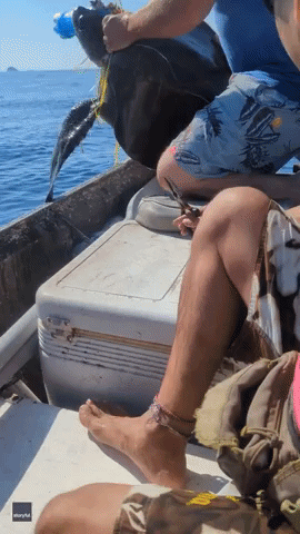Boaters Free Sea Turtle Tangled in Netting
