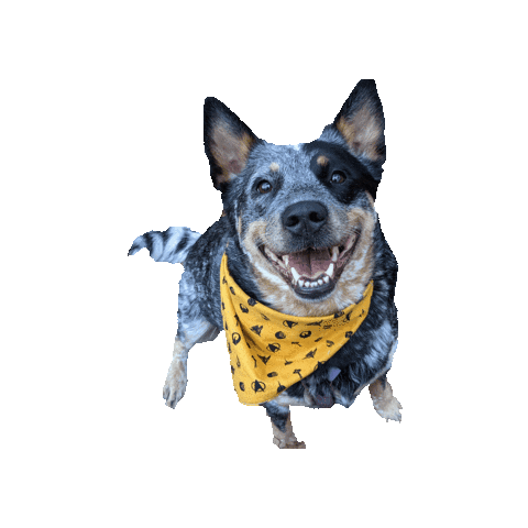 Beastleybunch Sticker by Geekster Pets