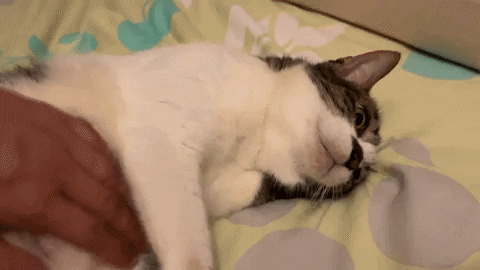 derricklin cat relax bellyrub GIF