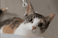 Nu Mya GIF