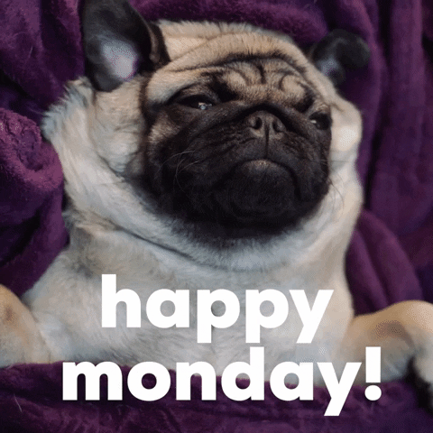 Video gif. Newborn puppy nestled in royal purple fleece scrunches up its face as it blinks sleepily. Text, "Happy Monday!"