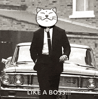 Cat Kitty GIF by ShiroNeko