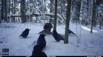 Bald Eagle Steals Meal From Younger Eagle in Northern Minnesota