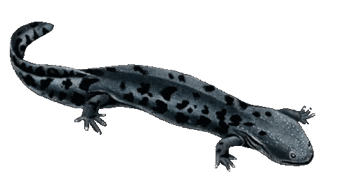 Guinea Pig Love Sticker