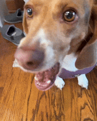 Binky GIF by Respective