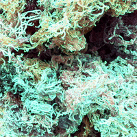 worldmoss caribbean st lucia sea moss world moss GIF