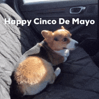 Dog Corgi GIF