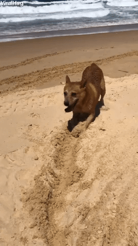 Doggy Drags Ball Along the Beach