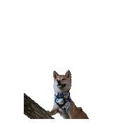 Shiba Inu Star Wars Dog Sticker by Geekster Pets