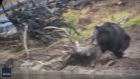 Moveable Feast: Grizzly Steals Bull Elk Killed by Another Bear at Yellowstone National Park