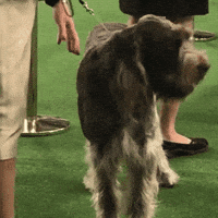 westminster dog show dogs GIF by Westminster Kennel Club