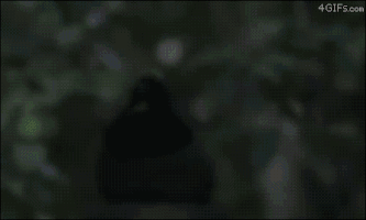 bird dab GIF