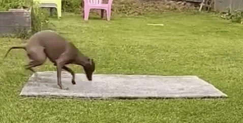 mariaorsini giphygifmaker dog spin dizzy GIF