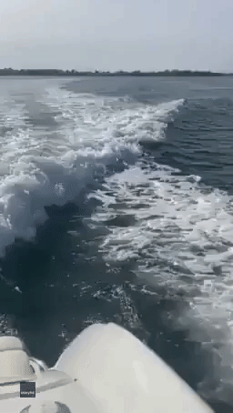 Dolphins Jump Alongside Boat Off Coast of Western Australia