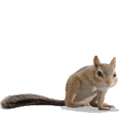 Snow White Cute Animals Sticker by Walt Disney Studios