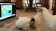 GBH animals chicken quack peep GIF