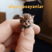 Yas Olay GIF