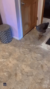 Goose Can't Contain Excitement When Owner Gets Home