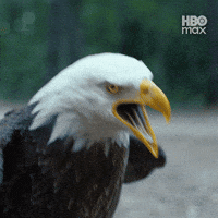 Eagle Peacemaker GIF by HBO Max