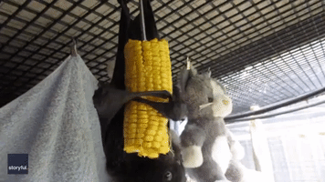 Rescued Bats Continue Recovery With Introduction to Corn on the Cob