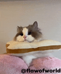 Mofu GIF