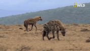 savage kingdom big cat week GIF by Nat Geo Wild 