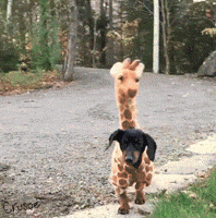 costume giraffe GIF