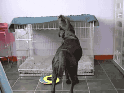 Video gif. A black lab pulls a blanket from the top of his crate as he climbs inside. He turns around and lays down, tucking himself in for a nap. 