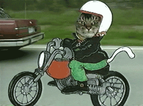 cat motorcycle GIF