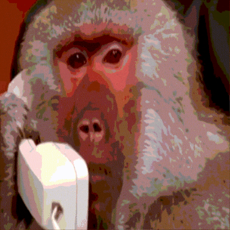 pjfernandez1b3f2607c44f49a1b8afae1b6adb2439 giphygifmaker meme animalworldfacts babuino GIF