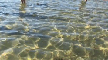 Melbourne Beachgoers Have Close Encounter With Shark