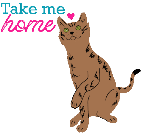 Adopt Tabby Cat Sticker by HeARTs Speak