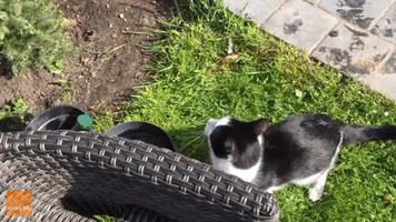 Determined Cat Completes Assault Course to Catch Pesky Stick