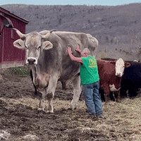 Farm Animals GIF by Storyful