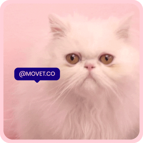 Movet giphyupload cat yes pet GIF